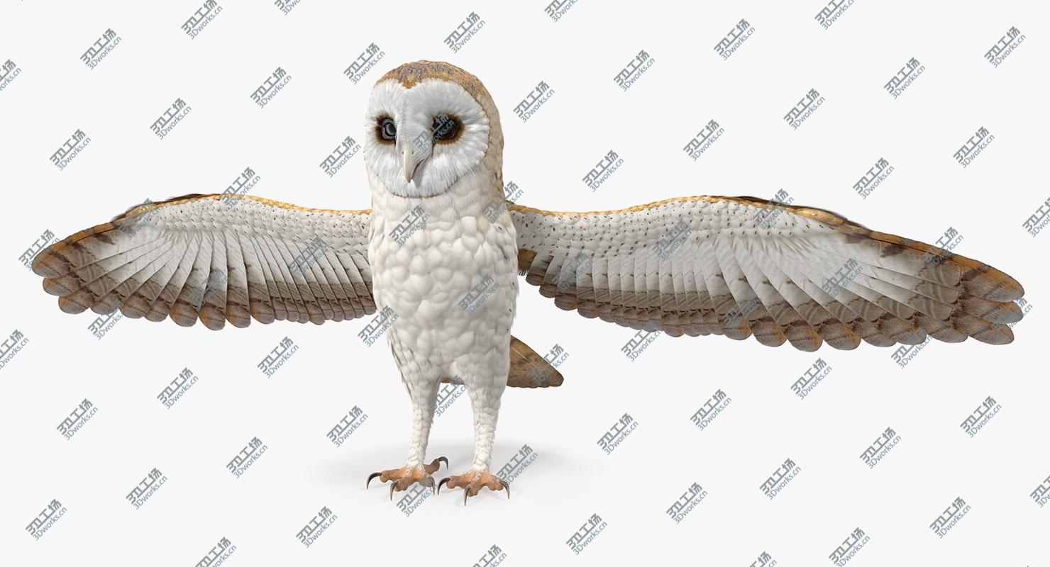 images/goods_img/202105071/3D Common Barn Owl model/2.jpg